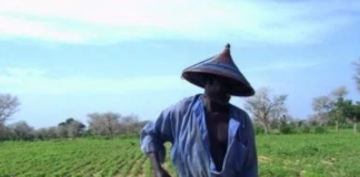 Mauvais hivernage : sécheresse à l’horizon dans le monde paysan ?