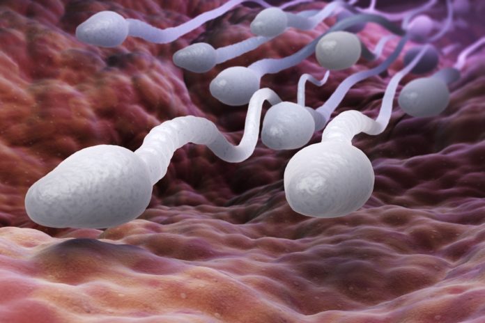 spermatozoides