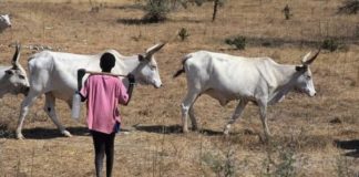Le berger Malang Diatta tué d’une balle à Goudomp par des bandits armés