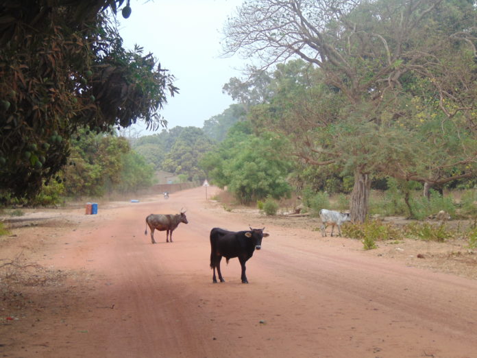 Vaches Coubanao