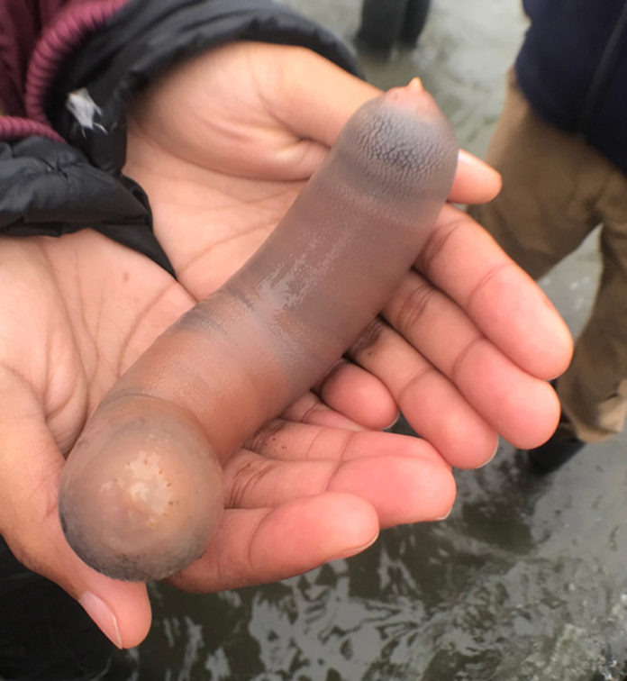 poissons-penis-echoues-plage-californie-001