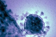 Qu’est-ce que les coronavirus font à notre corps