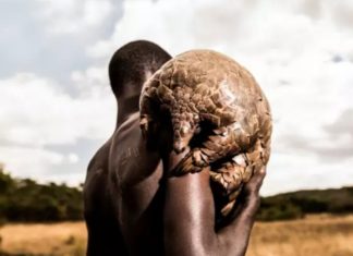 « Pangolin connection » : cet animal camerounais, suspect numéro 1 de l’origine du coronavirus