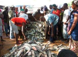 Coronacrise : La pêche artisanale « perd » ses filets
