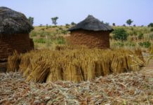 Agriculture : Le soutien appuyé de la BAD aux producteurs de Kédougou