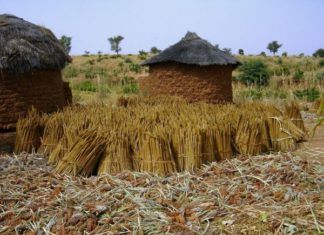 Agriculture : Le soutien appuyé de la BAD aux producteurs de Kédougou