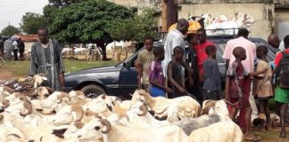 Tabaskrise : Aux foirails traditionnellement bon marché de Sandiara, le mouton le moins cher coûte…130.000 F.CFA