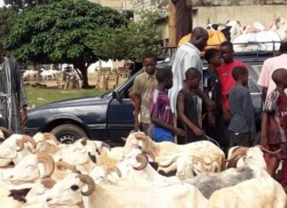 Tabaskrise : Aux foirails traditionnellement bon marché de Sandiara, le mouton le moins cher coûte…130.000 F.CFA
