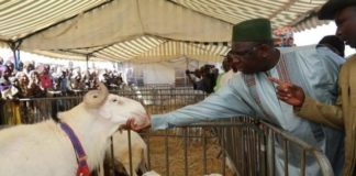 Macky Sall offre 3000 moutons de Tabaski, « sans condition de coloration politique »