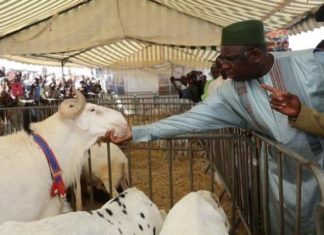 Macky Sall offre 3000 moutons de Tabaski, « sans condition de coloration politique »
