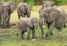 Covid-19 en Namibie : on débourse bien pour de la bouse d’éléphant pour se soigner