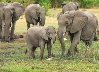 Covid-19 en Namibie : on débourse bien pour de la bouse d’éléphant pour se soigner