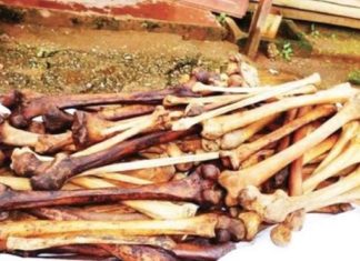 Trafiquants d’ossements humains au Cameroun: le gang voulait vendre le squelette à 15 millions