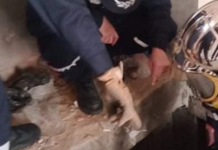 Algérie: 7 gardiens de prison et un détenu périssent asphyxiés dans une fosse septique