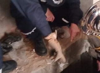 Algérie: 7 gardiens de prison et un détenu périssent asphyxiés dans une fosse septique
