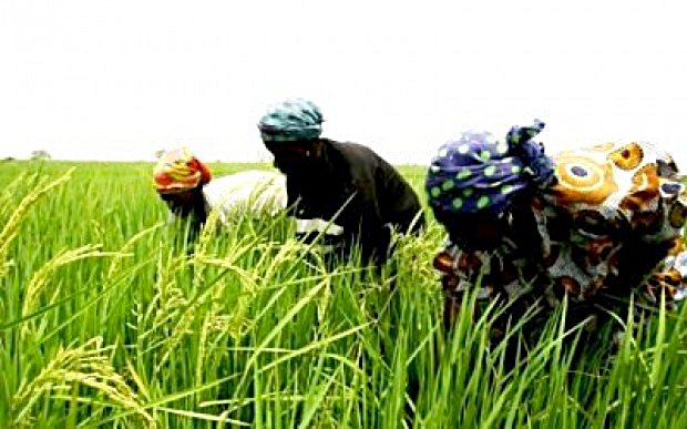 Agriculture-en-casamance1
