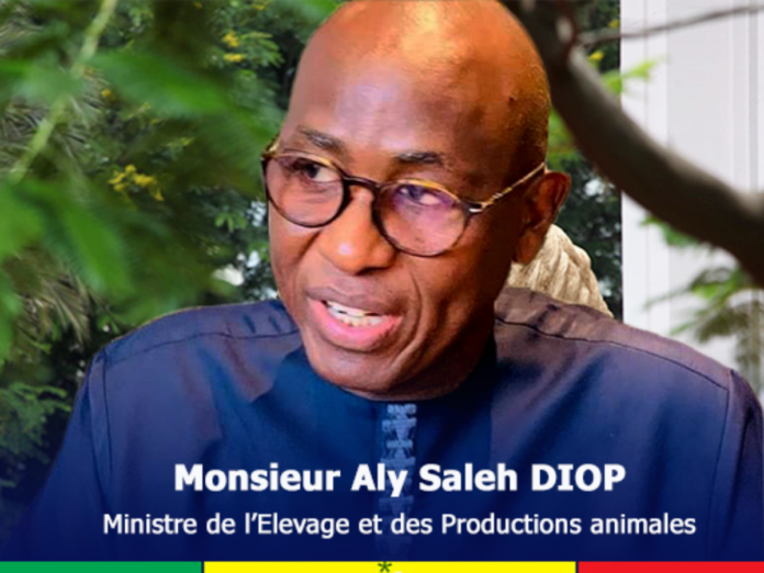 aly-saleh-diop-1200x900