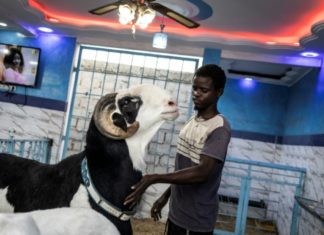 Les Ladoums, ces stars sacrificielles de la Tabaski