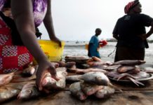 Sunugaal : Chaque Sénégalais consomme, annuellement, 29 kg de poisson