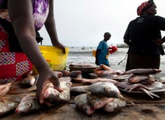 Sunugaal : Chaque Sénégalais consomme, annuellement, 29 kg de poisson