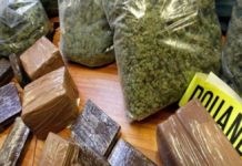 Douanes sénégalaises : saisie de 1654 kg de chanvre indien et de faux médicaments d’une valeur de plus de 256 millions FCFA