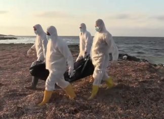 Crise migratoire : 17 cadavres de voyageurs clandestins rejetés par la mer au large de la Tunisie