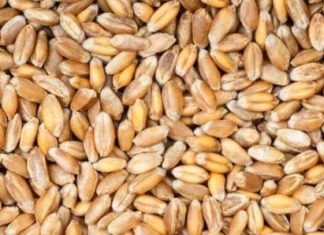 Recherche Scientifique: L’Isra va lancer une variété de blé adapté au Sénégal