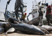 Transparence sur les licences de pêche: le Sénégal invité à suivre l’exemple de la Mauritanie
