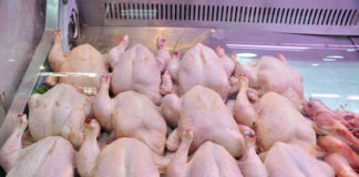 Korité tourmentée: le poulet rarissime et coûteux donne la chair de poule aux ménages