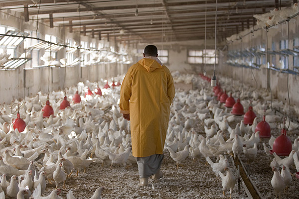 Aviculture-LEUK-SENEGAL