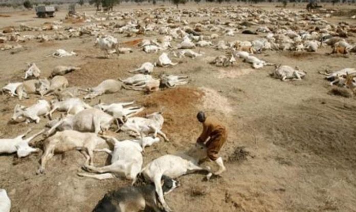 moutons morts