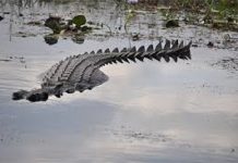 FLEUVE DE PODOR : Les pêcheurs y signalent la présence de crocodiles