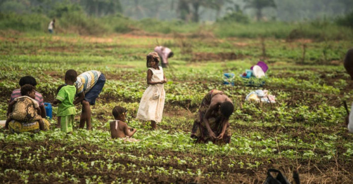 FAO - carte numérique des sols