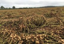 QUELLES SOLUTIONS POUR LA ROUILLE SUR L’ARACHIDE ET LE FOIN: Aliou Dia de la Force Paysanne donne les clés de secours