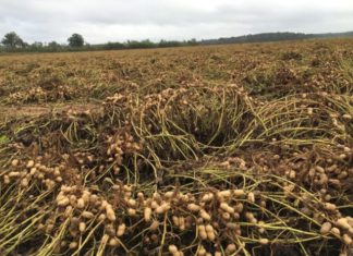 QUELLES SOLUTIONS POUR LA ROUILLE SUR L’ARACHIDE ET LE FOIN: Aliou Dia de la Force Paysanne donne les clés de secours