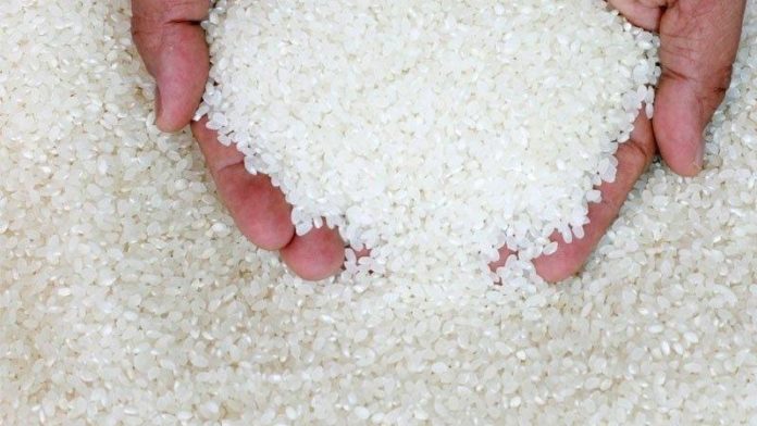 riz-brise-senegal-1