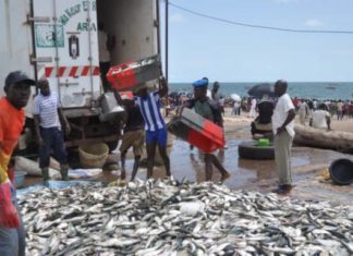 La pêche en grève: les mareyeurs exportateurs cessent leurs activités