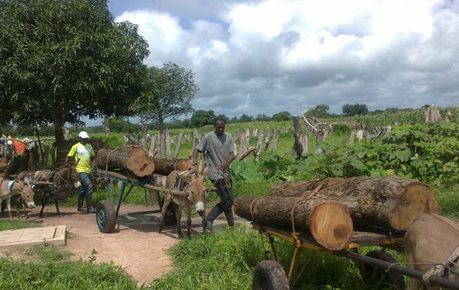 trafic-de-bois