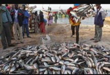 RELATION SENEGAL-PORTUGAL: 2.500 tonnes de poissons importées du Sénégal en 2022