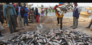 RELATION SENEGAL-PORTUGAL: 2.500 tonnes de poissons importées du Sénégal en 2022