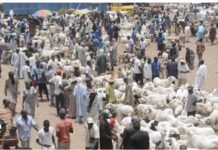TABASKI 2023 : Des moutons à suffisance au foirail de Dahra Djoloff