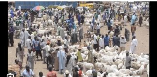 TABASKI 2023 : Des moutons à suffisance au foirail de Dahra Djoloff