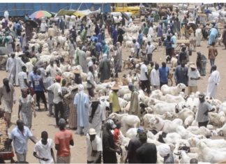 TABASKI 2023 : Des moutons à suffisance au foirail de Dahra Djoloff