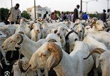 TABASKI 2023 : Toujours pas de moutons à Dakar !
