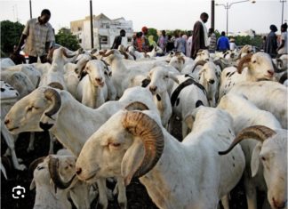 TABASKI 2023 : Toujours pas de moutons à Dakar !