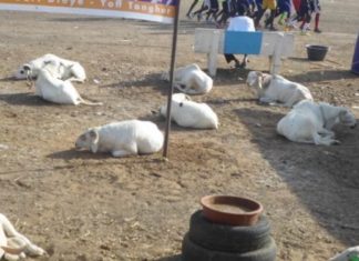 Tabaski : Les moutons toujours ‘invisibles’ dans les foirails