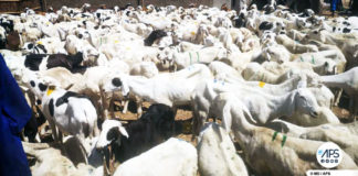 À Diourbel, 42.000 moutons enregistrés sur une prévision de 95.000