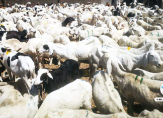 À Diourbel, 42.000 moutons enregistrés sur une prévision de 95.000