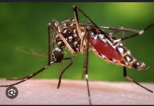 CHIKUNGUNYA : Après Kédougou, la maladie s’est propagée à Dakar