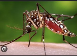 CHIKUNGUNYA : Après Kédougou, la maladie s’est propagée à Dakar